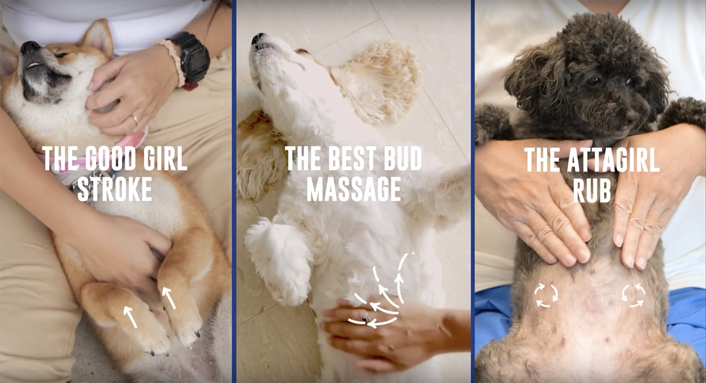 Perromart + BBDO Singapore launch the Belly Rub Cancer Check-Up to detect breast cancer in dogs